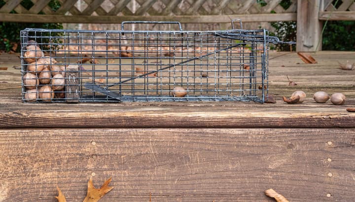 Professional-Wildlife-Control in Rockaway