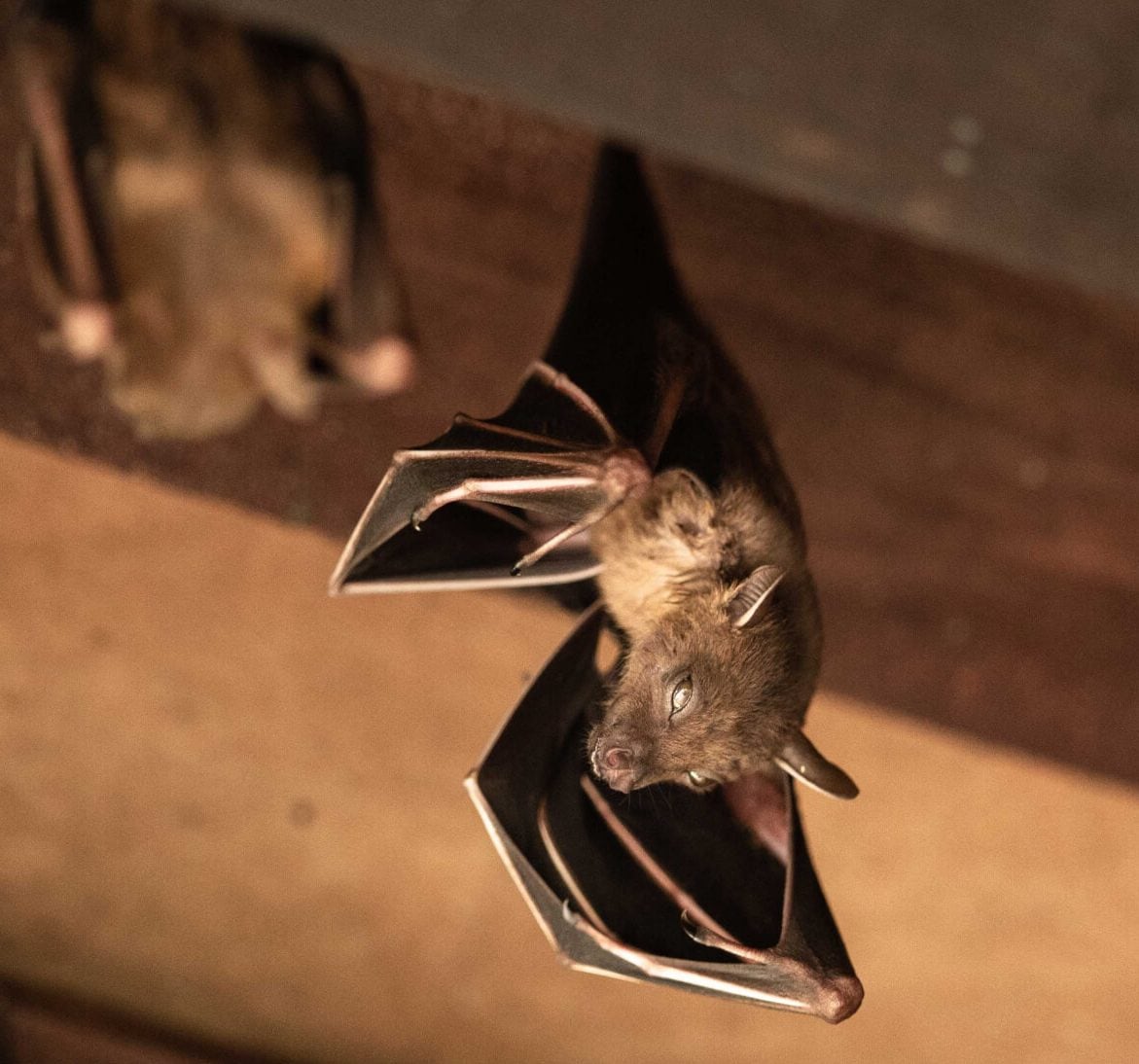 Wildlife-Bats in Rockaway